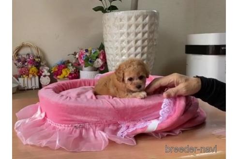 成約済の大阪府のティーカッププードル-180377の1枚目